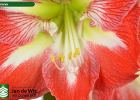 hippeastrum Minerva (4)